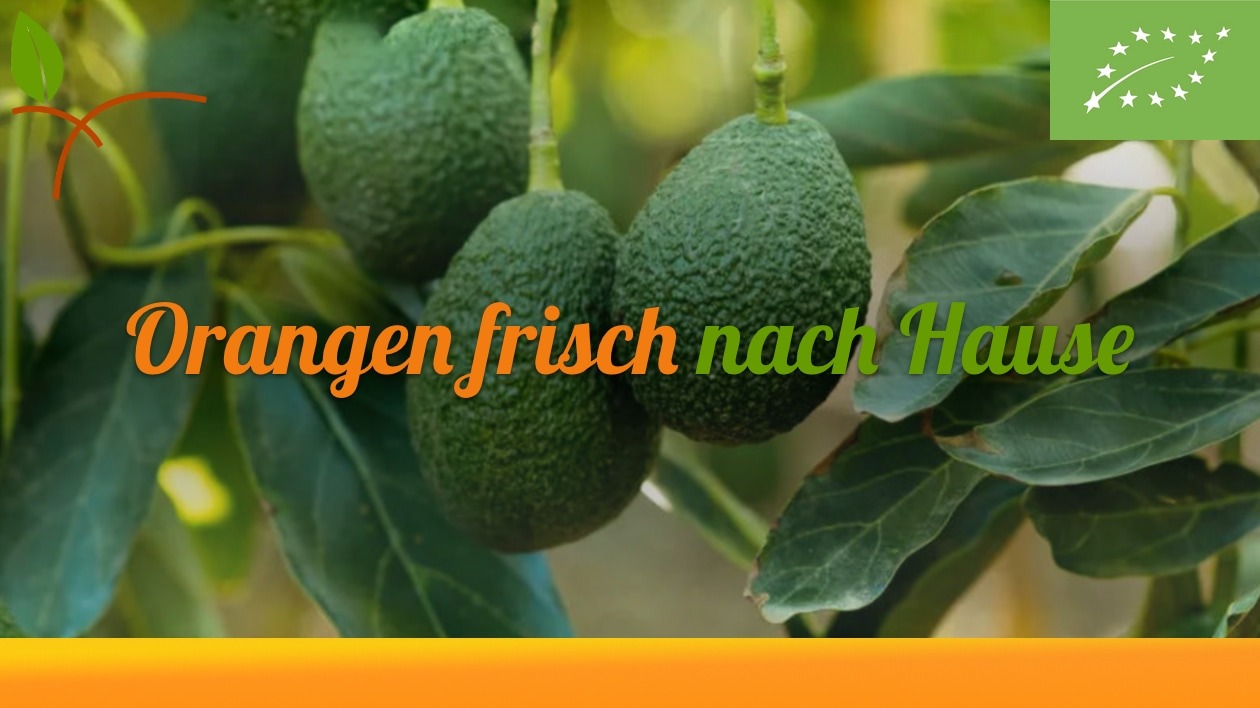 Die Avocado-Saison hat begonnen